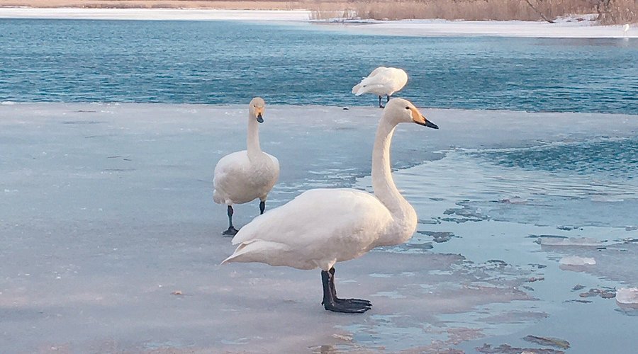 🏞️ 우토나이 호 야생조수보호센터 (우토나이코 야세이초주호고센타) 이미지 1